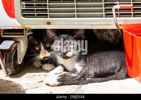 Chatons isolés se cachant sous une charrette, sur l'île de Chypre Banque D'Images