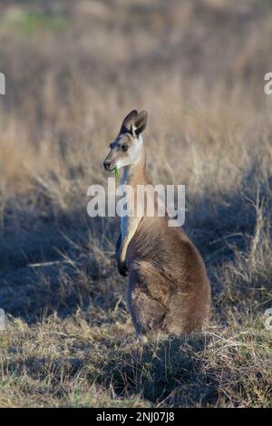 Kangourou gris de l'est (Macropus giganteus) femelle mangeant et observant les prédateurs. Bundaberg Australie Banque D'Images