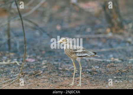 Parc national de Pench, Madhya Pradesh, Inde, curade de pierre de l'Inde, Burhinus indicus Banque D'Images
