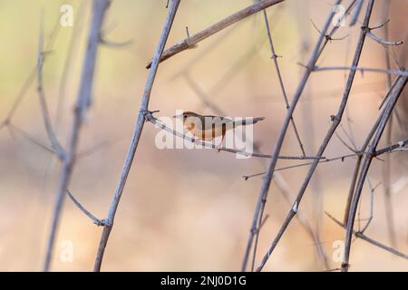 Parc national de Pench, Madhya Pradesh, Inde, paruline de Tawny-bellied, Dumetia hyperythra Banque D'Images