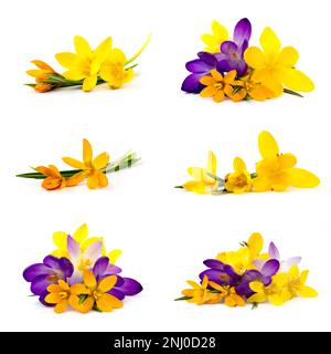 fleur de crocus sur fond blanc - fleurs de printemps fraîches - collage Banque D'Images