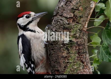 Grand pic tacheté, Dendrocopos majeur, oiseau juvénile se nourrissant sur une branche couverte d'Ivy. Banque D'Images