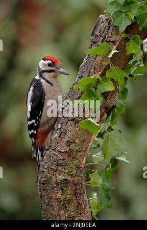Grand pic tacheté, Dendrocopos majeur, oiseau juvénile se nourrissant sur une branche couverte d'Ivy. Banque D'Images