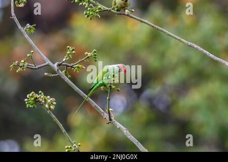 Îles Andaman, Inde, Parakeet à queue longue, Psittacula longicauda Banque D'Images