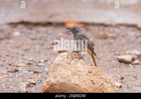 Petit oiseau regardant autour de la pierre, le Redstart noir, Phénicurus ochruros Banque D'Images