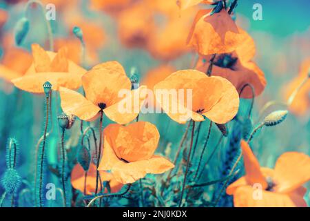 Champ de coquelicot floraison nature fond. Couleur orange Banque D'Images