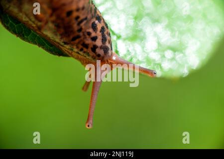 Escargot sans coquille. Limax maxima de léopard, famille des Limacidae, ramper sur les feuilles vertes. Printemps, Ukraine, mai. Photo de haute qualité Banque D'Images