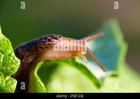 Escargot sans coquille. Limax maxima de léopard, famille des Limacidae, ramper sur les feuilles vertes. Printemps, Ukraine, mai. Photo de haute qualité Banque D'Images