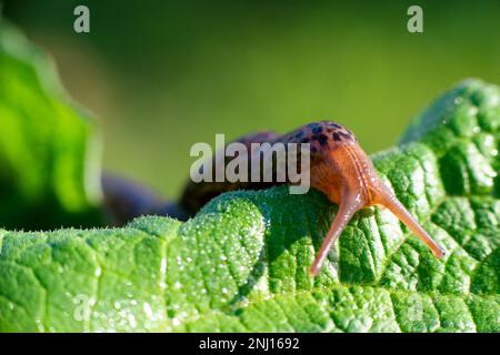 Escargot sans coquille. Limax maxima de léopard, famille des Limacidae, ramper sur les feuilles vertes. Printemps, Ukraine, mai. Photo de haute qualité Banque D'Images