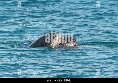 Tortue verte, Chelonia mydas à Consuela Atoll, Seychelles Banque D'Images