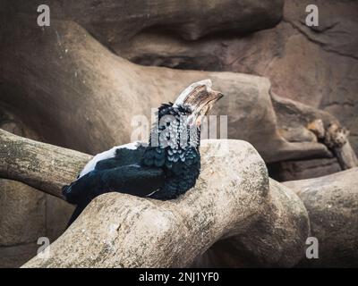 Charme à chetée d'argent (Bycanistes brevis) sur un vieux arbre - espèce de gros oiseau de la famille des hornons (Bucerotidae) Banque D'Images