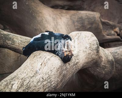 Charme à chetée d'argent (Bycanistes brevis) sur un vieux arbre - espèce de gros oiseau de la famille des hornons (Bucerotidae) Banque D'Images