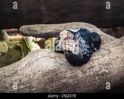 Charme à chetée d'argent (Bycanistes brevis) sur un vieux arbre - espèce de gros oiseau de la famille des hornons (Bucerotidae) Banque D'Images