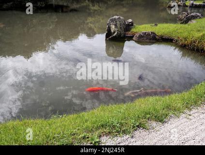 Kyoto, Japon - sept, 2017: Jardin avec étang en face du pavillon principal Temple Tenryu-ji à Arashiyama. Un poisson Koi orange nagez dans le lagon de Sogenchi Banque D'Images