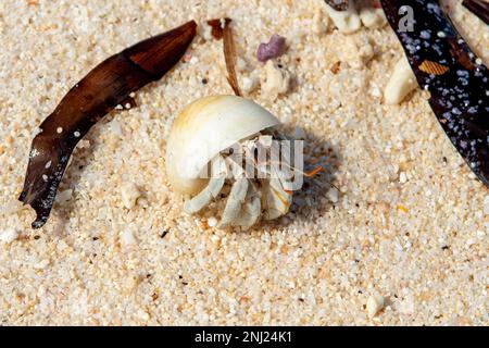 Ermit Crab, Paguroidea sur l'île de Farquhar, Seychelles Banque D'Images