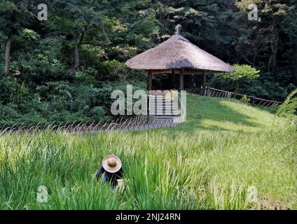 Tokyo, Japon - sept, 2017: Un homme plantant l'iris dans un champ avec un chapeau devant un pavillon qui a un toit de style asiatique dans le parc Yoyogi, Shibuya-ku Banque D'Images