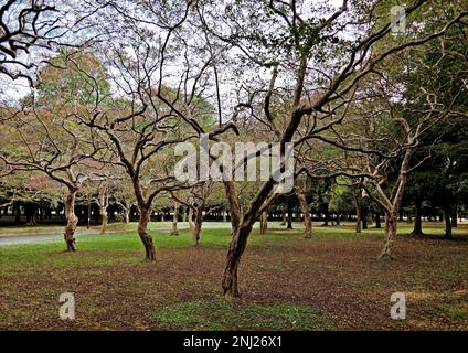 Tokyo, Japon - sept, 2017 : érable japonais sans feuilles en automne parc Yoyogi, Shibuya-ku Banque D'Images