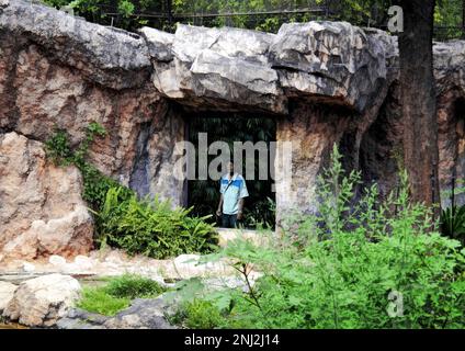 Tokyo, Japon - sept, 2017: Ueno Zoo dans Ueno Park vitrine un homme regardant le tigre derrière la fenêtre Banque D'Images