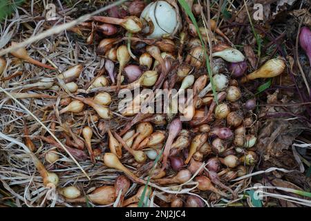 Des oignons et de l'ail fraîchement cueillis dans un champ de la ferme. Fruits et légumes naturels sans additifs et OGM. Vue de dessus Banque D'Images