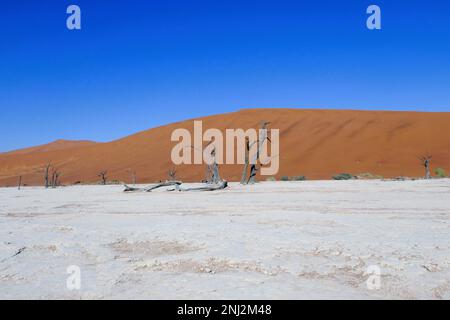 Deadvlei Voyage sur mesure en Afrique Banque D'Images