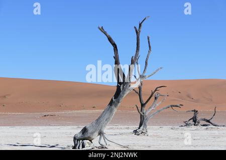 Deadvlei Voyage sur mesure en Afrique Banque D'Images