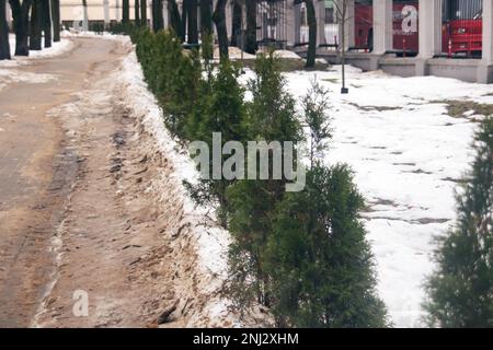 Gros plan sur des buissons verts dans le requin dans la neige Banque D'Images