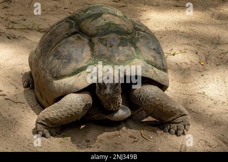 Aldabra Tortue géante, Aldabchelys gigantea, île de Mahé, Seychelles Banque D'Images