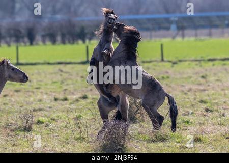 Des étalons sauvages qui parvient la campagne britannique 16 mars/17 2022 les étalons sauvages sont vus scinder dans la campagne ANGLAISE alors qu'ils se battent pour la domination Banque D'Images