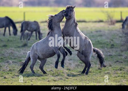 Des étalons sauvages qui parvient la campagne britannique 16 mars/17 2022 les étalons sauvages sont vus scinder dans la campagne ANGLAISE alors qu'ils se battent pour la domination Banque D'Images