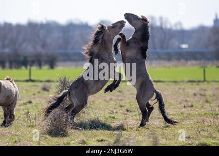 Des étalons sauvages qui parvient la campagne britannique 16 mars/17 2022 les étalons sauvages sont vus scinder dans la campagne ANGLAISE alors qu'ils se battent pour la domination Banque D'Images