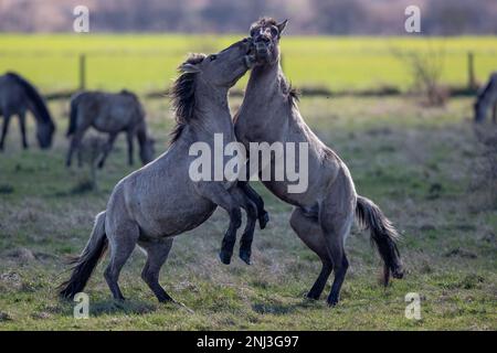 Des étalons sauvages qui parvient la campagne britannique 16 mars/17 2022 les étalons sauvages sont vus scinder dans la campagne ANGLAISE alors qu'ils se battent pour la domination Banque D'Images