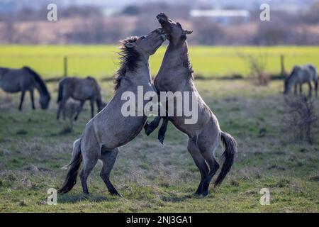 Des étalons sauvages qui parvient la campagne britannique 16 mars/17 2022 les étalons sauvages sont vus scinder dans la campagne ANGLAISE alors qu'ils se battent pour la domination Banque D'Images