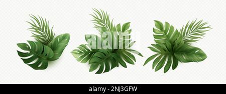 Ensemble de feuilles tropicales réalistes de palmier isolées sur fond blanc. Feuille de monstre tropical, palmier, banane, plantes exotiques. Éléments pour le Tropic d'été Illustration de Vecteur