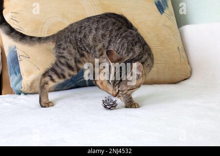 Un chaton gris snihes un cône d'arbre de Noël gros plan Banque D'Images