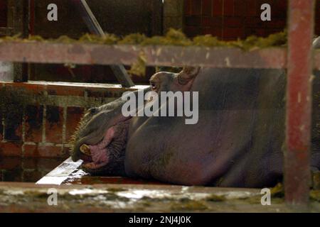 Hachis hachis. Zoo de Skopje photographié en mars 2004. Ces photographies ont conduit à un certain nombre d'articles de presse. Au fil des ans, le zoo a reçu beaucoup de critiques pour les conditions de vie de ses animaux. En 2008, la ville a alloué 42 millions de denar en fonds pour améliorer le zoo, et le zoo a commencé à travailler avec l'Association européenne des zoos et aquariums (EAZA) pour mettre le zoo à la hauteur des normes modernes. En 2010 nouvelles enceintes avaient été construites, 85% des expositions plus anciennes au zoo avaient été rénovées, le zoo est devenu un candidat à l'adhésion EAZA. Image garyroberts/worldwidefeatures.com Banque D'Images