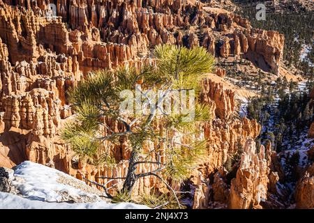 Un pin seul dans le champ, avec Bryce Canyon en arrière-plan en hiver. Banque D'Images