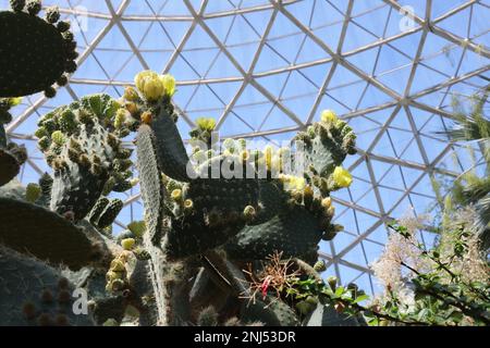 Un grand cactus vert de Pear de Prickly avec une profusion de fleurs, de bourgeons et de fruits jaunes dans le Desert Dome géodésique de Milwaukee, Wisconsin, Etats-Unis Banque D'Images