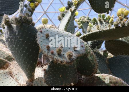 Gros plan d'un grand cactus vert de Pear de Prickly avec une profusion de fleurs, de bourgeons et de fruits jaunes dans le Desert Dome géodésique de Milwaukee, Wisconsin, Banque D'Images