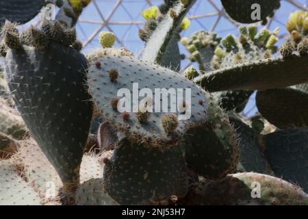 Gros plan d'un grand cactus vert de Pear de Prickly avec une profusion de fleurs, de bourgeons et de fruits jaunes dans le Desert Dome géodésique de Milwaukee, Wisconsin, Banque D'Images