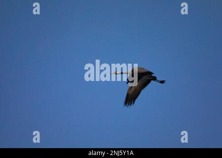 Grue commune solitaire (Grus Grus) volant. Laguna de Gallocanta, Teruel, Aragón, Espagne, Europe. Banque D'Images