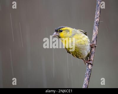 Un mâle de siskin pris dans une douche d'hiver au milieu du pays de Galles Banque D'Images