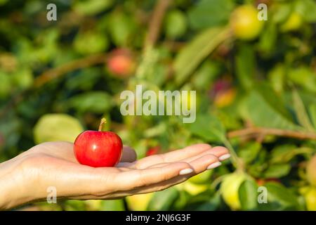 femme tenant une pomme fraîche et pluchée dans sa paume. jeune pomme rouge. l'homme choisit une pomme Banque D'Images