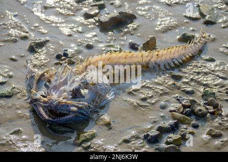 Squelette de poisson sur la plage. Pêche à la ligne / monkfish. Whitstable, Kent, Angleterre, Royaume-Uni. Février Banque D'Images