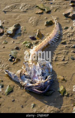 Squelette de poisson sur la plage. Pêche à la ligne / monkfish. Whitstable, Kent, Angleterre, Royaume-Uni. Février Banque D'Images