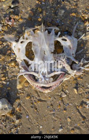 Squelette de poisson sur la plage. Pêche à la ligne / monkfish. Whitstable, Kent, Angleterre, Royaume-Uni. Février Banque D'Images