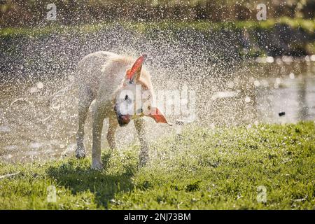 Chien secouant de l'eau. Wet labrador Retriever sur le bord de la rivière après avoir nagé. Banque D'Images