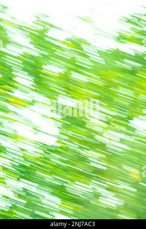 Feuilles vertes dans un arrière-plan flou abstrait de forêt. Feuilles floues sur l'arbre dans le jardin. Banque D'Images