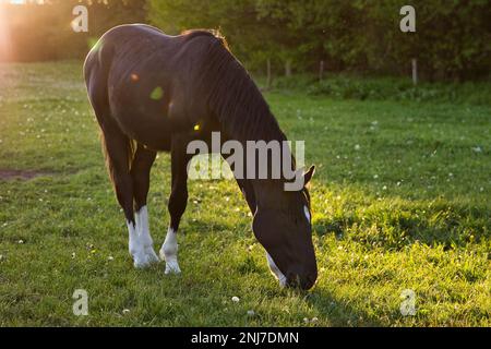 Cliché idyllique d'un cheval de pâturage sur un pré, en arrière-plan, le soleil se couche. Banque D'Images