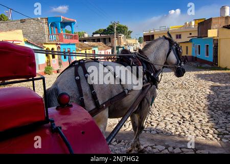 Un cheval blanc photographié de l'arrière attaché à une calèche, en arrière-plan les maisons colorées de Trinidad à Cuba. Banque D'Images