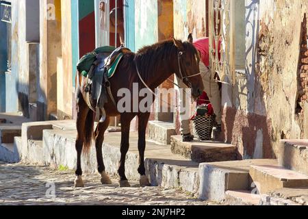 Un cheval marron photographié dans une allée aux lumières éclaboussé avec les maisons colorées de Trinidad, Cuba. Banque D'Images